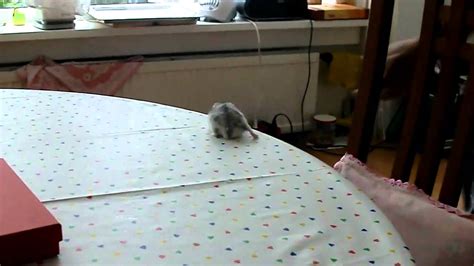 adorable russian dwarf hamster run youtube