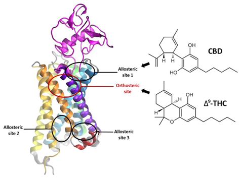 Molecules Free Full Text Allosteric Modulation Of The Cb1