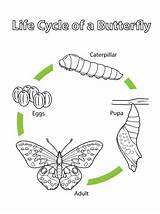 Mariposa Ciclo Una Cycle Categorías sketch template