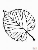 Leaf Coloring Printable Pages Basswood Drawing Template Leaves Fall Weed Color Aspen Simple Maple Beech Plant Tree Getdrawings Shelter American sketch template