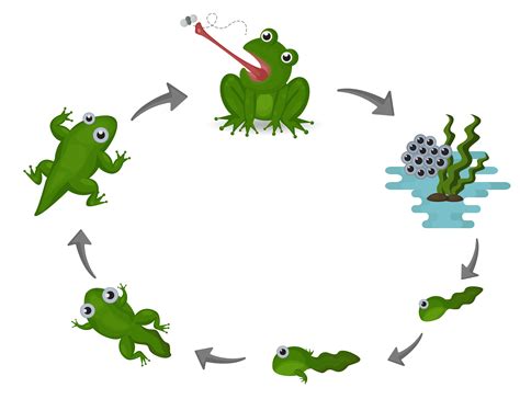 life cycle  frog  vector art  vecteezy