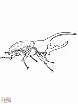 Beetle Designlooter sketch template