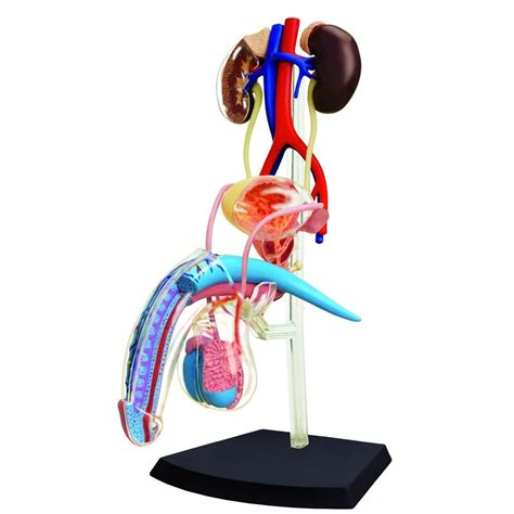 4d Human Male Reproductive System Anatomy Model Ebay