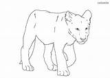 Cub Lioness Printable sketch template