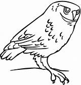 Corujas Ptaki Kolorowanki Sowa Owls Sowy Dzieci Druku sketch template