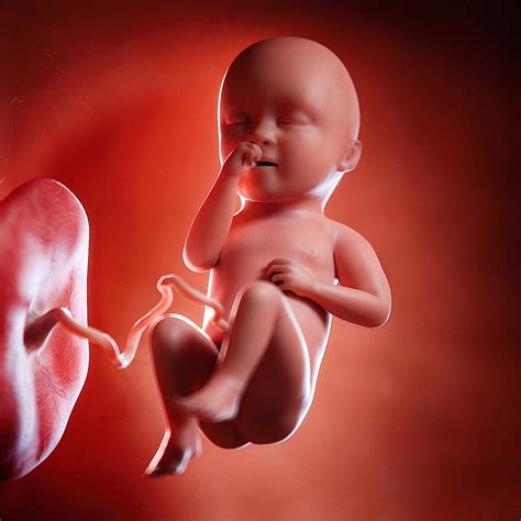 pregnancy week  fetal development bonding   unborn baby