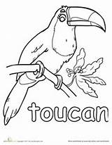 Toucan Bird Toco Worksheets Theme Tucan Toucans Designlooter sketch template