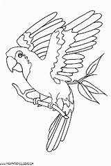 Loros Guacamaya Guacamayas Roja Volando Parar Aves Imagui Pajaros Colorea Madreview Voladores Abuela Puedo Colouring sketch template