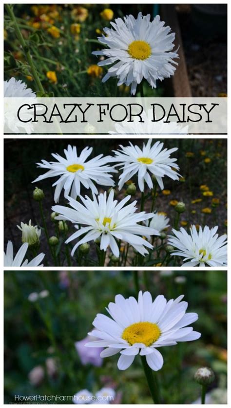 grow daisies easily daisy flower growing seeds daisy