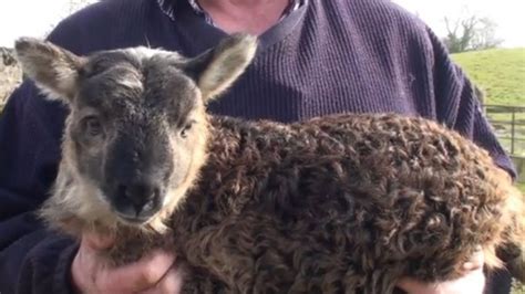 Geep Rare Goat Sheep Born On Irish Farm Bbc News