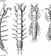 Afbeeldingsresultaten voor "leptognathia Manca". Grootte: 167 x 185. Bron: www.crustacea.net
