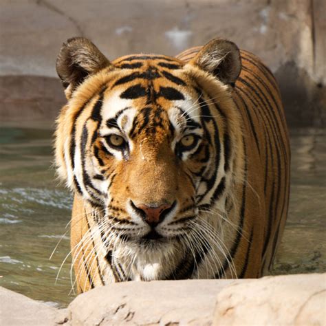 bengal tigers cat tales wildlife center