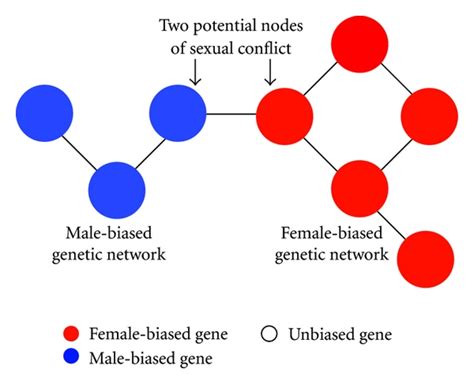 Sex Biased Networks And Nodes Of Sexually Antagonistic Conflict In
