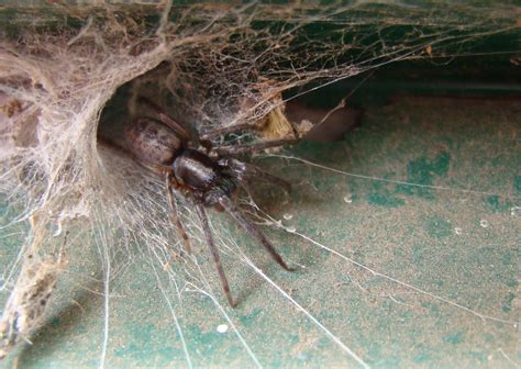 exemplar gigante da aranha mais toxica  mundo  achado na australia