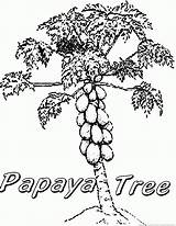 Papaya Tree Coloring Drawing Pages Sketch Fruit Getdrawings Paintingvalley Gif sketch template