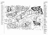 Botany Coloringhome Botanist sketch template
