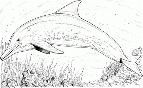coloring pages  adults dolphins coloring home