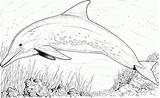Coloring Pages Dolphins Adults Dolphin Popular sketch template