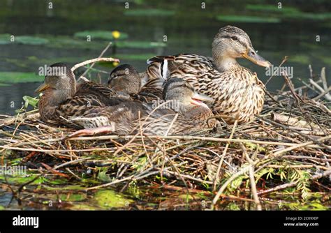 mallard duck nest  res stock photography  images alamy