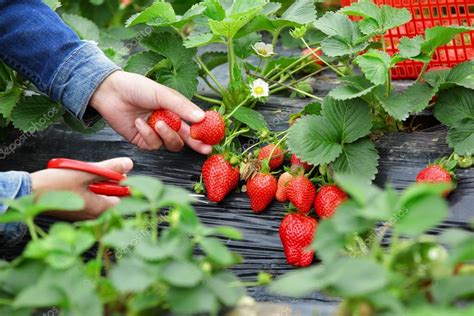 female harvesting strawberry  field stock photo  lzf