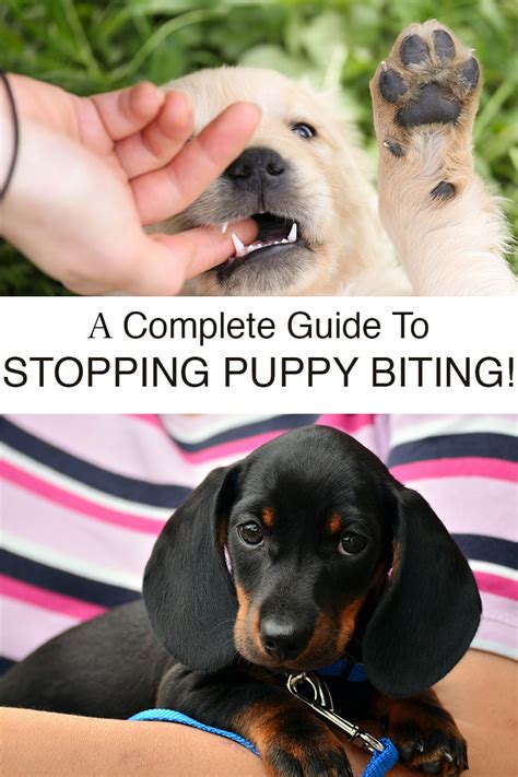 biting puppy  complete guide  stopping puppies biting  happy