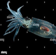 Afbeeldingsresultaten voor "gonatus Steenstrupi". Grootte: 187 x 185. Bron: www.alamy.com