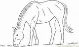 Horse Eating Coloring Grass Pages Coloringpages101 Color Horses sketch template