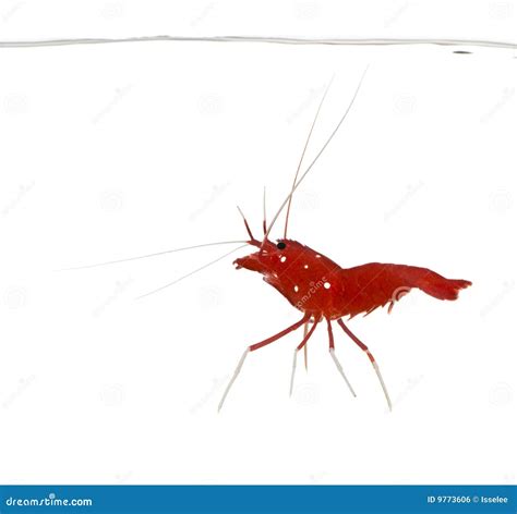 fire shrimp lysmata debelius royalty  stock image image