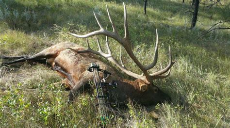 world record montana elk    display montana hunting  fishing