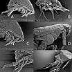 Afbeeldingsresultaten voor "Bathyporeia Pilosa". Grootte: 104 x 104. Bron: www.researchgate.net