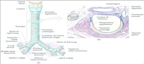 2 Structure Of Trachea A Longitudinal Section B Cross Section