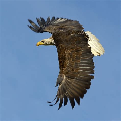 bald eagle  flight photograph  tony beck