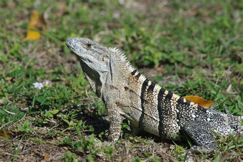 wild herps gray s spiny tailed iguana ctenosaura similis