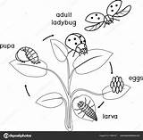 Levenscyclus Kleurplaten Ladybug Opeenvolgende Ontwikkeling Fasen Stockillustratie Grasshopper Volwassen Tot sketch template