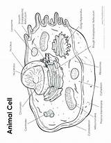 Coloring Photosynthesis Cell Animal Pages Division Printable Worksheet Getcolorings Color Getdrawings Diagram Colorings sketch template