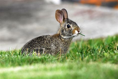 rabbit control  treatments   home yard  garden