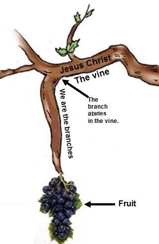 vine  coloring page sundayschoolist