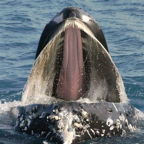 tongue   humpback whale rinterestingasfuck