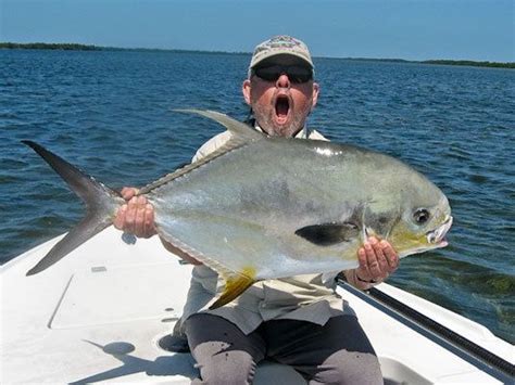 permit fish alchetron   social encyclopedia