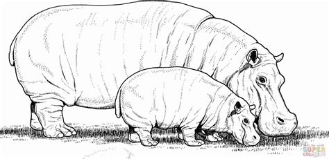 hippopotamus coloring page  kids coloring pages