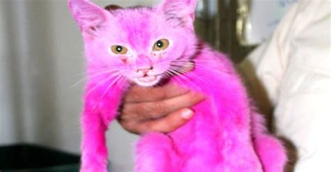 teen saves bright pink kitten locked in a hot cage