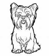 Coloring Pages Yorkie Dog Puppy Sheets sketch template