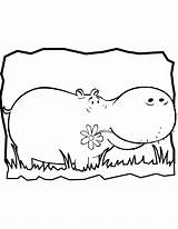 Hippo Nilpferd Ausmalbilder Hippopotamus Procoloring sketch template