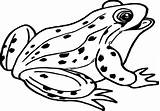 Frog Coloring Pages Realistic Getcolorings Getdrawings sketch template