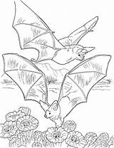 Coloring Pages Realistic Bat Getcolorings Animal sketch template