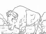 Bison Coloring Buffalo Long Beared Pages Getcolorings sketch template