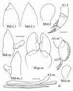 Afbeeldingsresultaten voor "glossocephalus Milneedwardsi". Grootte: 150 x 188. Bron: www.researchgate.net