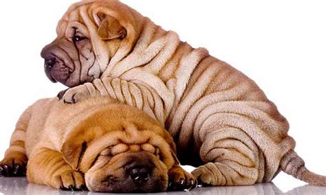 top  wrinkly dog breeds  reasons  love