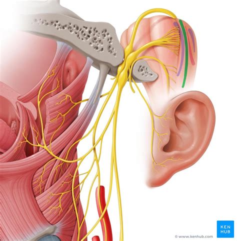 mixed cranial nerves anatomy course fibers functions kenhub