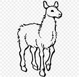 Alpaca Llama Alpaka Mewarnai Hewan Disebut sketch template